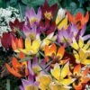 6/Plus Cm, Wildflower Mix Multi-Color Tulip Flower Bulbs (Bag Of 25) -J Parkers Garden Store garden state bulb flower bulbs ecf 43 25 01 64 1000
