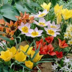 6/+ Cm, Wildflower Mix Multi-Color Tulip Flower Bulbs (Bag Of 250) -J Parkers Garden Store garden state bulb flower bulbs ecf 43 250 10 31 1000