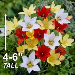 6/+ Cm, Wildflower Mix Multi-Color Tulip Flower Bulbs (Bag Of 250) -J Parkers Garden Store garden state bulb flower bulbs ecf 43 250 10 4f 1000