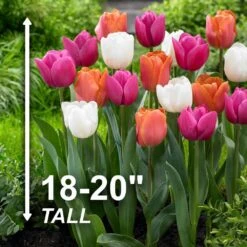 12/+ Cm, Coffee And Donut Mix Triumph Tulip Flower Bulbs (Bag Of 25) 11 12/+ Cm, Coffee And Donut Mix Triumph Tulip Flower Bulbs (Bag Of 25) -J Parkers Garden Store garden state bulb flower bulbs ecf 44 25 01 4f 1000