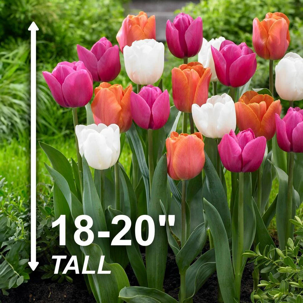 12/+ Cm, Coffee And Donut Mix Triumph Tulip Flower Bulbs (Bag Of 250) 5 12/+ Cm, Coffee And Donut Mix Triumph Tulip Flower Bulbs (Bag Of 250) - Image 3