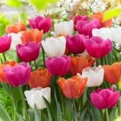 12/+ Cm, Coffee And Donut Mix Triumph Tulip Flower Bulbs (Bag Of 50)