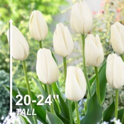 12/+ Cm, Hakuun Darwin Hybrid Tulip Flower Bulbs, White (Bag Of 25) -J Parkers Garden Store garden state bulb flower bulbs ecf 45 25 01 4f 1000