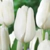 12/+ Cm, Hakuun Darwin Hybrid Tulip Flower Bulbs, White (Bag Of 50) -J Parkers Garden Store garden state bulb flower bulbs ecf 45 50 02 64 1000