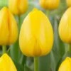 12/+ Cm, Yellow Impression Darwin Hybrid Tulip Flower Bulbs (Bag Of 250) -J Parkers Garden Store garden state bulb flower bulbs ecf 46 250 10 64 1000