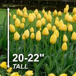 12/+ Cm, Yellow Impression Darwin Hybrid Tulip Flower Bulbs (Bag Of 50) 12 12/+ Cm, Yellow Impression Darwin Hybrid Tulip Flower Bulbs (Bag Of 50) -J Parkers Garden Store garden state bulb flower bulbs ecf 46 50 02 4f 1000