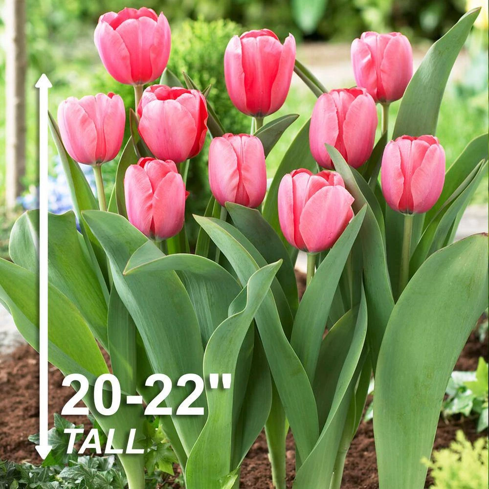 12/+ Cm, Pink Impression Darwin Hybrid Tulip Flower Bulbs (Bag Of 100) 5 12/+ Cm, Pink Impression Darwin Hybrid Tulip Flower Bulbs (Bag Of 100) - Image 3