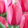 12/+ Cm, Pink Impression Darwin Hybrid Tulip Flower Bulbs (Bag Of 100) -J Parkers Garden Store garden state bulb flower bulbs ecf 47 100 04 64 1000