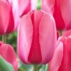 12/+ Cm, Pink Impression Darwin Hybrid Tulip Flower Bulbs (Bag Of 25) -J Parkers Garden Store garden state bulb flower bulbs ecf 47 25 01 64 1000