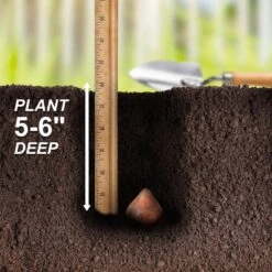 12/+ Cm, Pink Impression Darwin Hybrid Tulip Flower Bulbs (Bag Of 250) 14 12/+ Cm, Pink Impression Darwin Hybrid Tulip Flower Bulbs (Bag Of 250) -J Parkers Garden Store garden state bulb flower bulbs ecf 47 250 10 44 1000