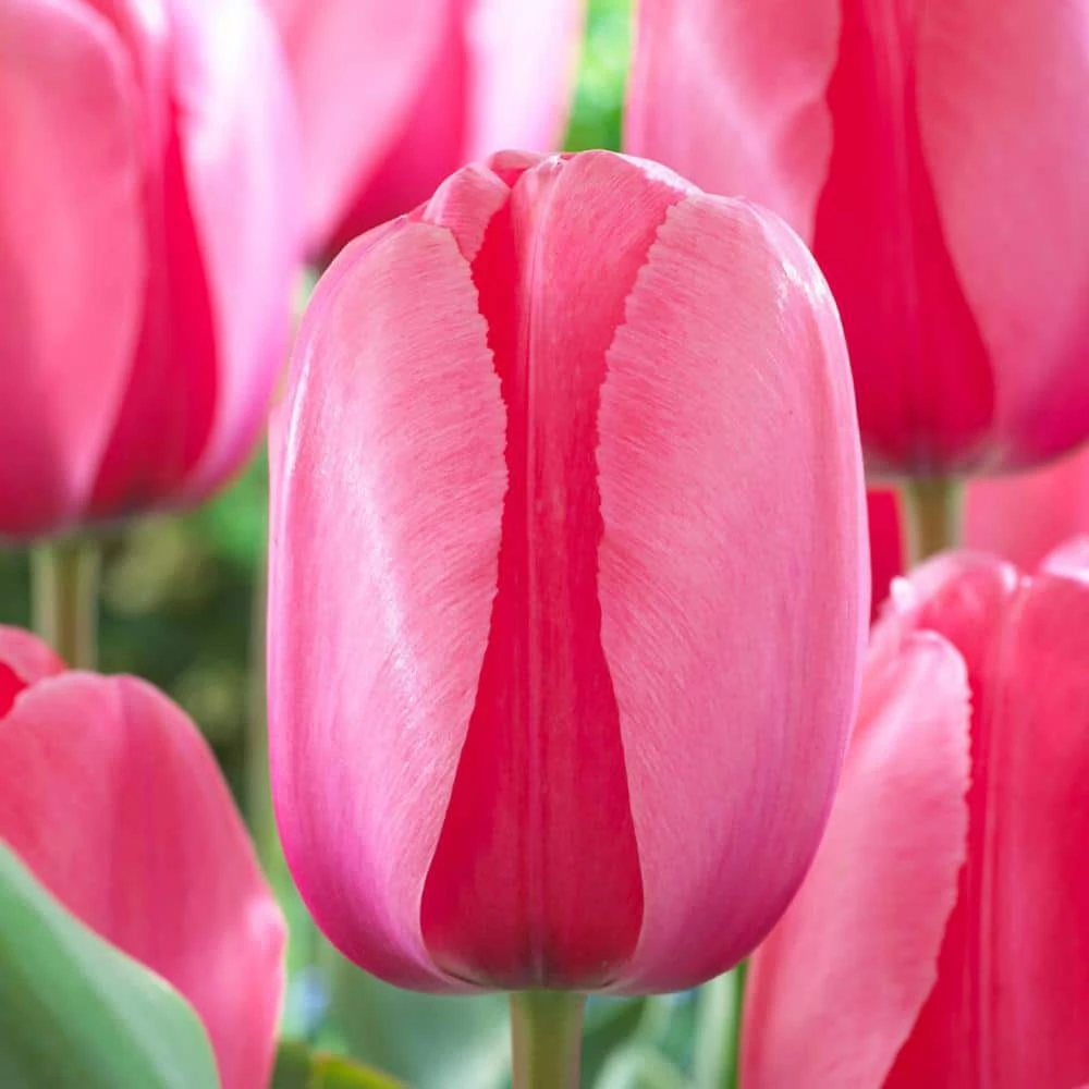 12/+ Cm, Pink Impression Darwin Hybrid Tulip Flower Bulbs (Bag Of 250) 3 12/+ Cm, Pink Impression Darwin Hybrid Tulip Flower Bulbs (Bag Of 250)
