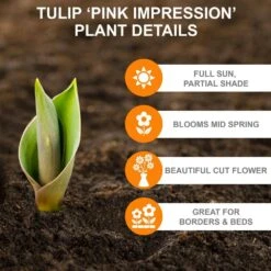 12/+ Cm, Pink Impression Darwin Hybrid Tulip Flower Bulbs (Bag Of 50) -J Parkers Garden Store garden state bulb flower bulbs ecf 47 50 02 c3 1000