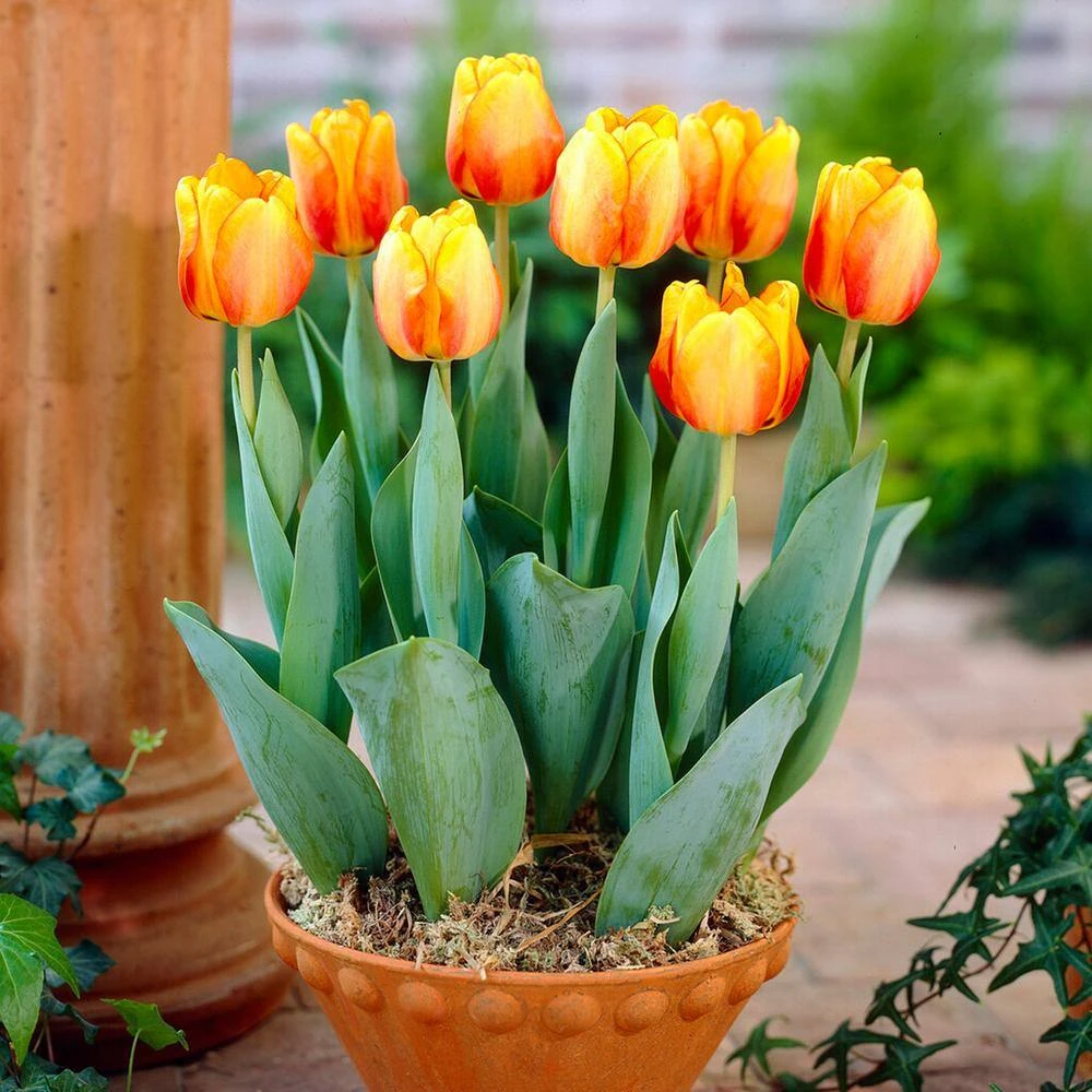 12/+ Cm, Beauty Of Apeldoorn Darwin Hybrid Tulip Flower Bulbs, Orange (Bag Of 50) 10 12/+ Cm, Beauty Of Apeldoorn Darwin Hybrid Tulip Flower Bulbs, Orange (Bag Of 50) - Image 8