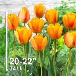 12/+ Cm, Beauty Of Apeldoorn Darwin Hybrid Tulip Flower Bulbs, Orange (Bag Of 50) 12 12/+ Cm, Beauty Of Apeldoorn Darwin Hybrid Tulip Flower Bulbs, Orange (Bag Of 50) -J Parkers Garden Store garden state bulb flower bulbs ecf 48 50 02 4f 1000
