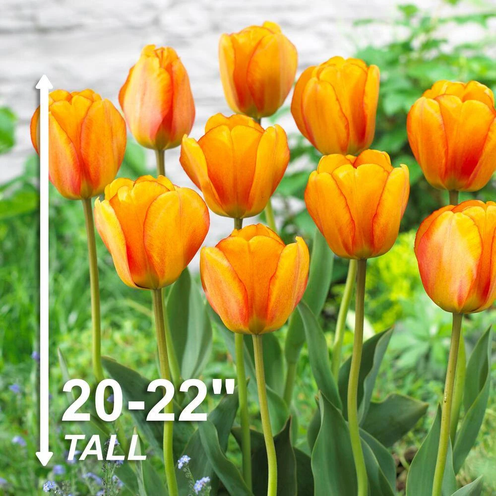 12/+ Cm, Beauty Of Apeldoorn Darwin Hybrid Tulip Flower Bulbs, Orange (Bag Of 50) 5 12/+ Cm, Beauty Of Apeldoorn Darwin Hybrid Tulip Flower Bulbs, Orange (Bag Of 50) - Image 3