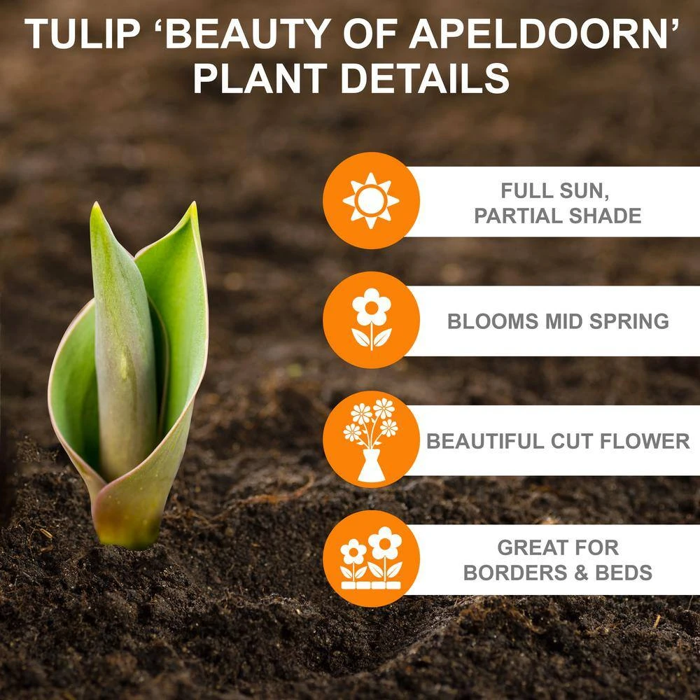 12/+ Cm, Beauty Of Apeldoorn Darwin Hybrid Tulip Flower Bulbs, Orange (Bag Of 50) 4 12/+ Cm, Beauty Of Apeldoorn Darwin Hybrid Tulip Flower Bulbs, Orange (Bag Of 50) - Image 2