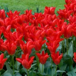 12/+ Cm, Fosteriana Red Emperor Tulip Flower Bulbs (Bag Of 100) 17 12/+ Cm, Fosteriana Red Emperor Tulip Flower Bulbs (Bag Of 100) -J Parkers Garden Store garden state bulb flower bulbs ecf 49 100 04 31 1000