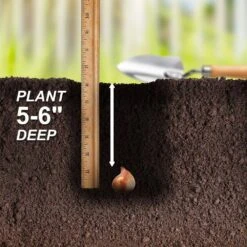 12/+ Cm, Fosteriana Red Emperor Tulip Flower Bulbs (Bag Of 100) 14 12/+ Cm, Fosteriana Red Emperor Tulip Flower Bulbs (Bag Of 100) -J Parkers Garden Store garden state bulb flower bulbs ecf 49 100 04 44 1000