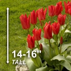 12/+ Cm, Fosteriana Red Emperor Tulip Flower Bulbs (Bag Of 100) 12 12/+ Cm, Fosteriana Red Emperor Tulip Flower Bulbs (Bag Of 100) -J Parkers Garden Store garden state bulb flower bulbs ecf 49 100 04 4f 1000