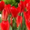 12/+ Cm, Fosteriana Red Emperor Tulip Flower Bulbs (Bag Of 100) 1 12/+ Cm, Fosteriana Red Emperor Tulip Flower Bulbs (Bag Of 100) -J Parkers Garden Store garden state bulb flower bulbs ecf 49 100 04 64 1000