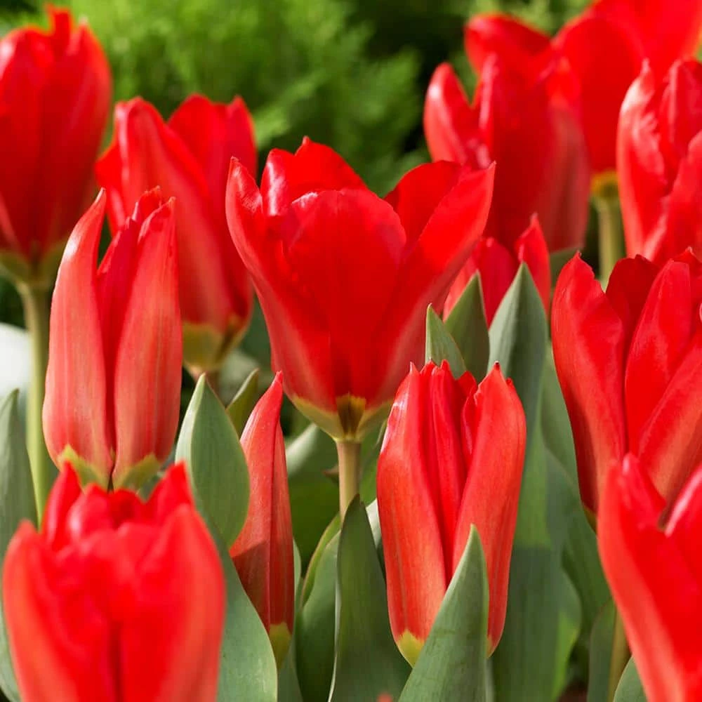 12/+ Cm, Fosteriana Red Emperor Tulip Flower Bulbs (Bag Of 100) 3 12/+ Cm, Fosteriana Red Emperor Tulip Flower Bulbs (Bag Of 100)