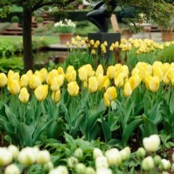 12/+ Cm, Fosteriana Yellow Emperor Tulip Flower Bulbs (Bag Of 25) -J Parkers Garden Store garden state bulb flower bulbs ecf 50 25 01 31 1000