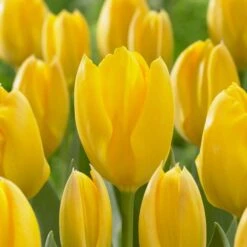12/+ Cm, Fosteriana Yellow Emperor Tulip Flower Bulbs (Bag Of 25)