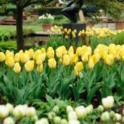 12/+ Cm, Fosteriana Yellow Emperor Tulip Flower Bulbs (Bag Of 250) 17 12/+ Cm, Fosteriana Yellow Emperor Tulip Flower Bulbs (Bag Of 250) -J Parkers Garden Store garden state bulb flower bulbs ecf 50 250 10 31 1000