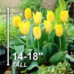 12/+ Cm, Fosteriana Yellow Emperor Tulip Flower Bulbs (Bag Of 250) 12 12/+ Cm, Fosteriana Yellow Emperor Tulip Flower Bulbs (Bag Of 250) -J Parkers Garden Store garden state bulb flower bulbs ecf 50 250 10 4f 1000
