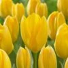 12/+ Cm, Fosteriana Yellow Emperor Tulip Flower Bulbs (Bag Of 250) -J Parkers Garden Store garden state bulb flower bulbs ecf 50 250 10 64 1000