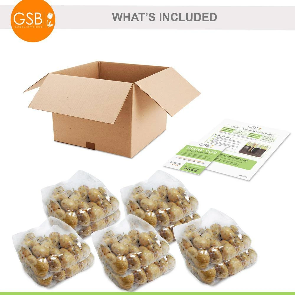 12/+ Cm, Fosteriana Yellow Emperor Tulip Flower Bulbs (Bag Of 250) 9 12/+ Cm, Fosteriana Yellow Emperor Tulip Flower Bulbs (Bag Of 250) - Image 7