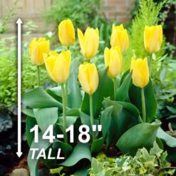 12/+ Cm, Fosteriana Yellow Emperor Tulip Flower Bulbs (Bag Of 50) -J Parkers Garden Store garden state bulb flower bulbs ecf 50 50 02 4f 1000