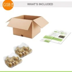 12/+ Cm, Fosteriana Yellow Emperor Tulip Flower Bulbs (Bag Of 50) -J Parkers Garden Store garden state bulb flower bulbs ecf 50 50 02 76 1000