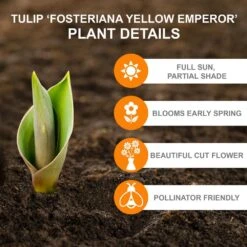 12/+ Cm, Fosteriana Yellow Emperor Tulip Flower Bulbs (Bag Of 50) -J Parkers Garden Store garden state bulb flower bulbs ecf 50 50 02 c3 1000