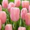 12/+ Cm, Single Late Pink Menton Tulip Flower Bulbs (Bag Of 100) -J Parkers Garden Store garden state bulb flower bulbs ecf 51 100 04 64 1000