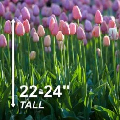 12/+ Cm, Single Late Pink Menton Tulip Flower Bulbs (Bag Of 25) -J Parkers Garden Store garden state bulb flower bulbs ecf 51 25 01 4f 1000