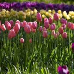 12/+ Cm, Single Late Pink Menton Tulip Flower Bulbs (Bag Of 250) 17 12/+ Cm, Single Late Pink Menton Tulip Flower Bulbs (Bag Of 250) -J Parkers Garden Store garden state bulb flower bulbs ecf 51 250 10 31 1000