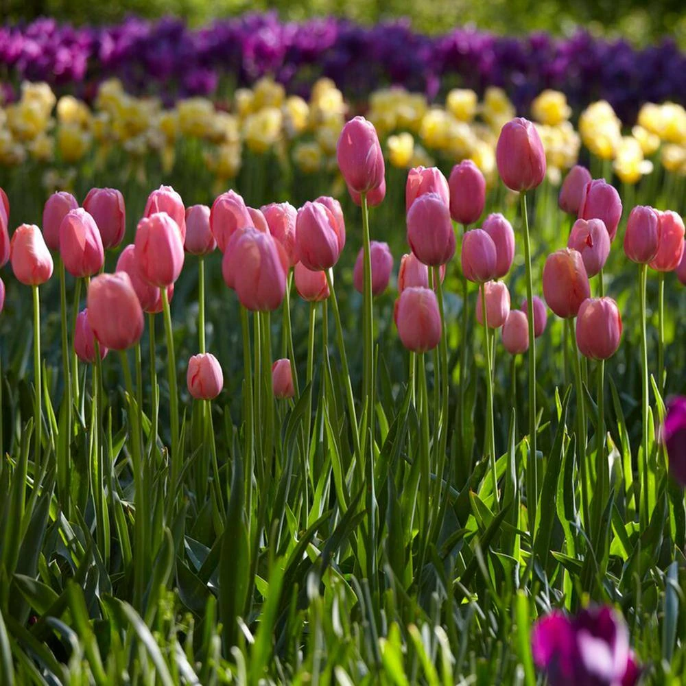 12/+ Cm, Single Late Pink Menton Tulip Flower Bulbs (Bag Of 250) 10 12/+ Cm, Single Late Pink Menton Tulip Flower Bulbs (Bag Of 250) - Image 8