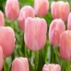 12/+ Cm, Single Late Pink Menton Tulip Flower Bulbs (Bag Of 50) -J Parkers Garden Store garden state bulb flower bulbs ecf 51 50 02 64 1000