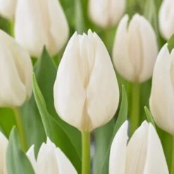 12/+ Cm, Single Late Snow White Tulip Flower Bulbs (Bag Of 100)