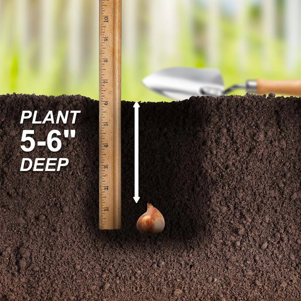 12/+ Cm, Single Late Snow White Tulip Flower Bulbs (Bag Of 25) 7 12/+ Cm, Single Late Snow White Tulip Flower Bulbs (Bag Of 25) - Image 5