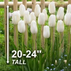 12/+ Cm, Single Late Snow White Tulip Flower Bulbs (Bag Of 25) 12 12/+ Cm, Single Late Snow White Tulip Flower Bulbs (Bag Of 25) -J Parkers Garden Store garden state bulb flower bulbs ecf 52 25 01 4f 1000