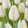 12/+ Cm, Single Late Snow White Tulip Flower Bulbs (Bag Of 25) -J Parkers Garden Store garden state bulb flower bulbs ecf 52 25 01 64 1000