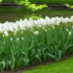 12/+ Cm, Single Late Snow White Tulip Flower Bulbs (Bag Of 50) 17 12/+ Cm, Single Late Snow White Tulip Flower Bulbs (Bag Of 50) -J Parkers Garden Store garden state bulb flower bulbs ecf 52 50 02 31 1000