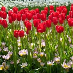 12/+ Cm, Single Late Red Ariel Tulip Flower Bulbs (Bag Of 100) -J Parkers Garden Store garden state bulb flower bulbs ecf 53 100 04 31 1000