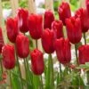12/+ Cm, Single Late Red Ariel Tulip Flower Bulbs (Bag Of 25) -J Parkers Garden Store garden state bulb flower bulbs ecf 53 25 01 64 1000