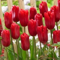 12/+ Cm, Single Late Red Ariel Tulip Flower Bulbs (Bag Of 25)