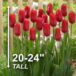 12/+ Cm, Single Late Red Ariel Tulip Flower Bulbs (Bag Of 50) -J Parkers Garden Store garden state bulb flower bulbs ecf 53 50 02 4f 1000