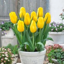 12/+ Cm, Single Late Yellow Big Smile Tulip Flower Bulbs (Bag Of 25) -J Parkers Garden Store garden state bulb flower bulbs ecf 54 25 01 31 1000