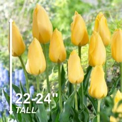 12/+ Cm, Single Late Yellow Big Smile Tulip Flower Bulbs (Bag Of 25) -J Parkers Garden Store garden state bulb flower bulbs ecf 54 25 01 4f 1000